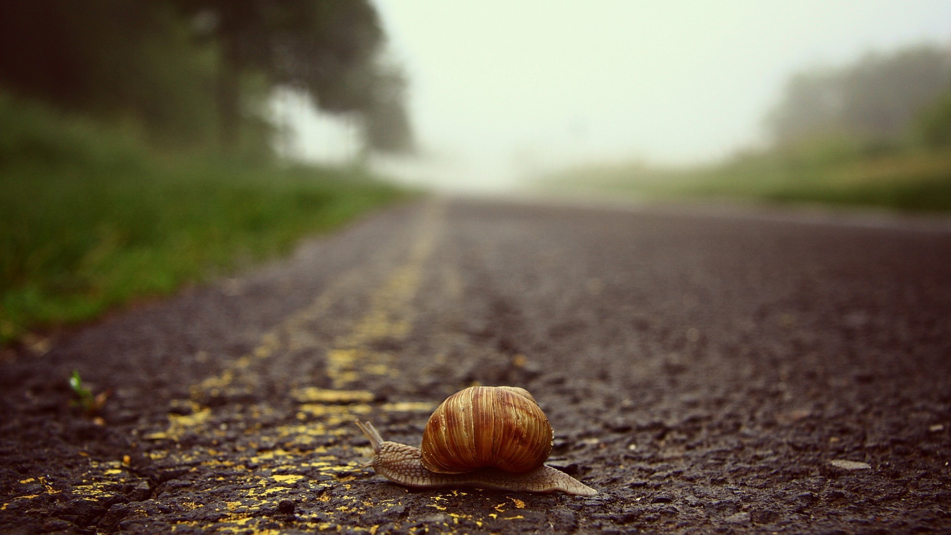 animals_snail_crawling_across_the_road_097950_.jpg