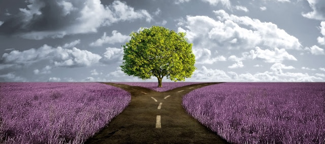 crossroad-path-in-lavender-meadow.jpg